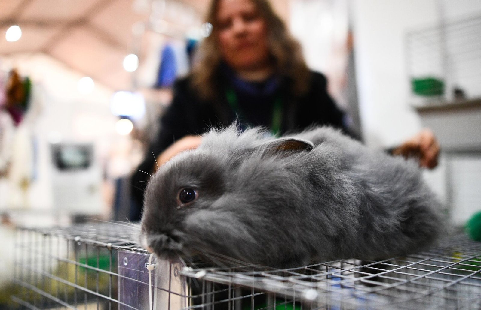 Fluffy Friends Exotics: Your Destination for Decorative Rabbits and Rodents
